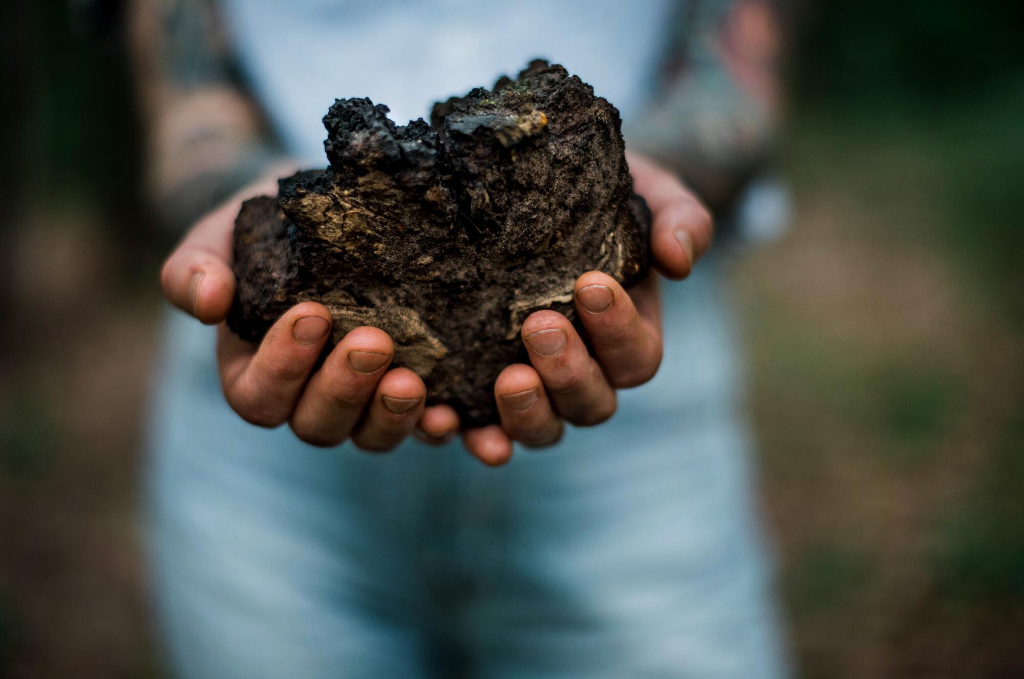 A woman holds a chaga mushroom, which looks like a dirt clod. 