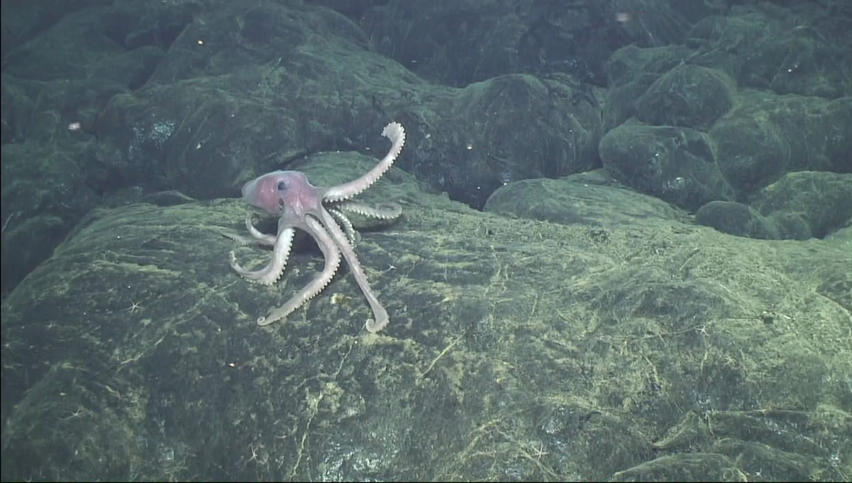 A deep-sea octopus explores the lava flows four months after the Axial Seamount volcano erupted in 2015.