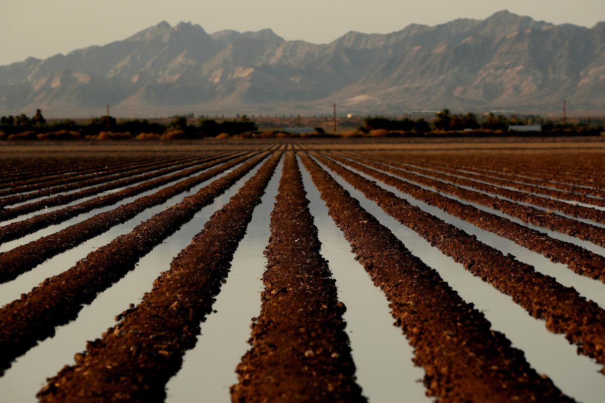 A farm field with rows of water, with mountains in the background.