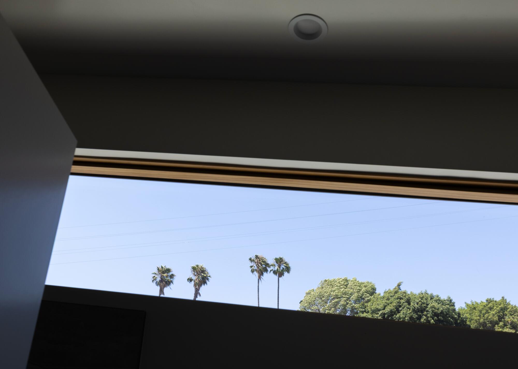 Palm trees peek out of an asymmetrical window.