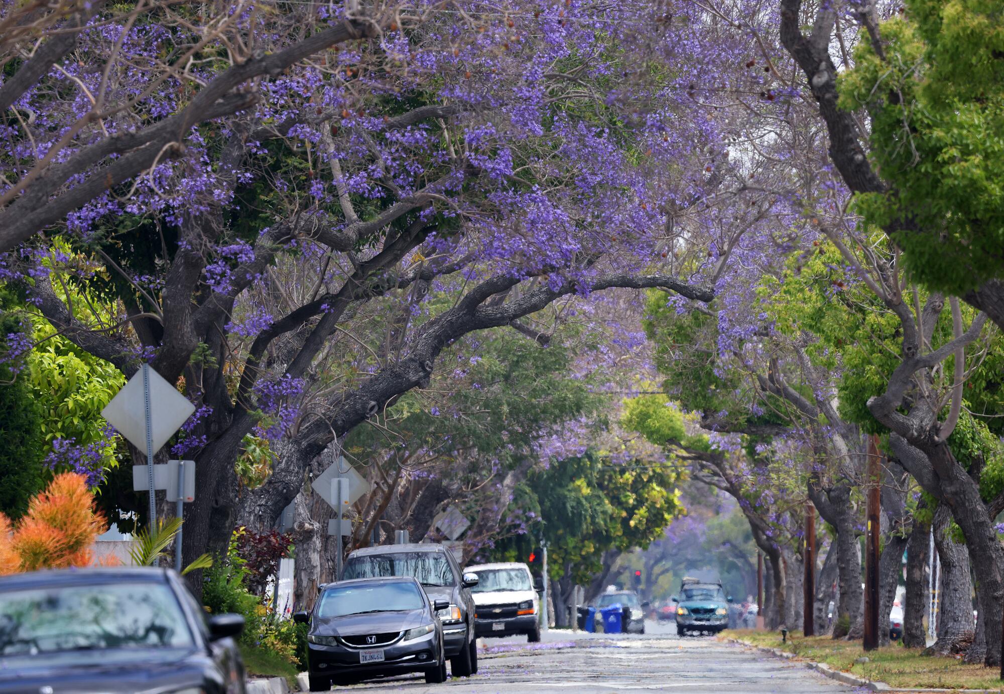 Trees covered in purple blooms, branches arching across a street with parked cars