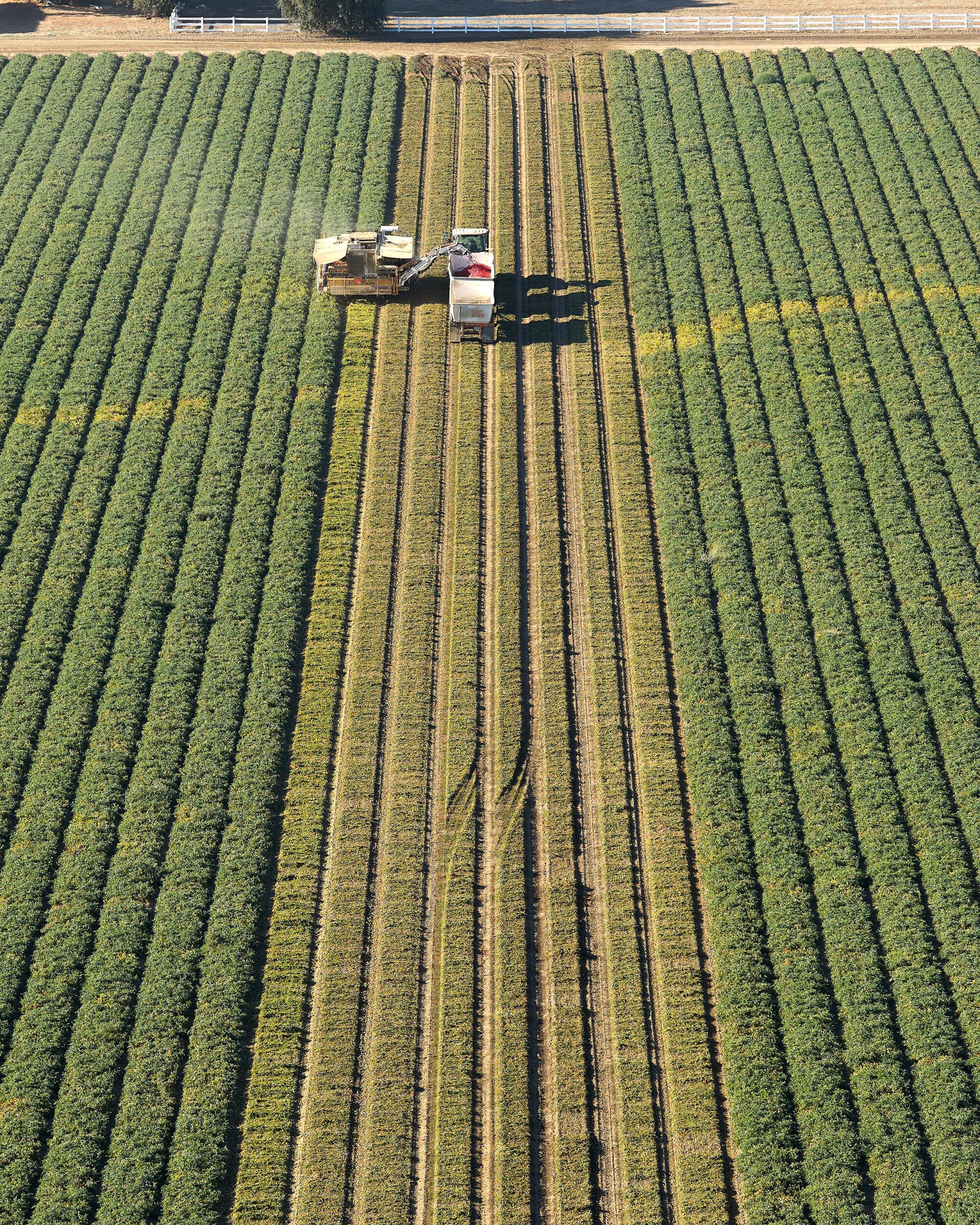 The view from a drone of farmworkers harvesting tomatoes Friday in Woodland.