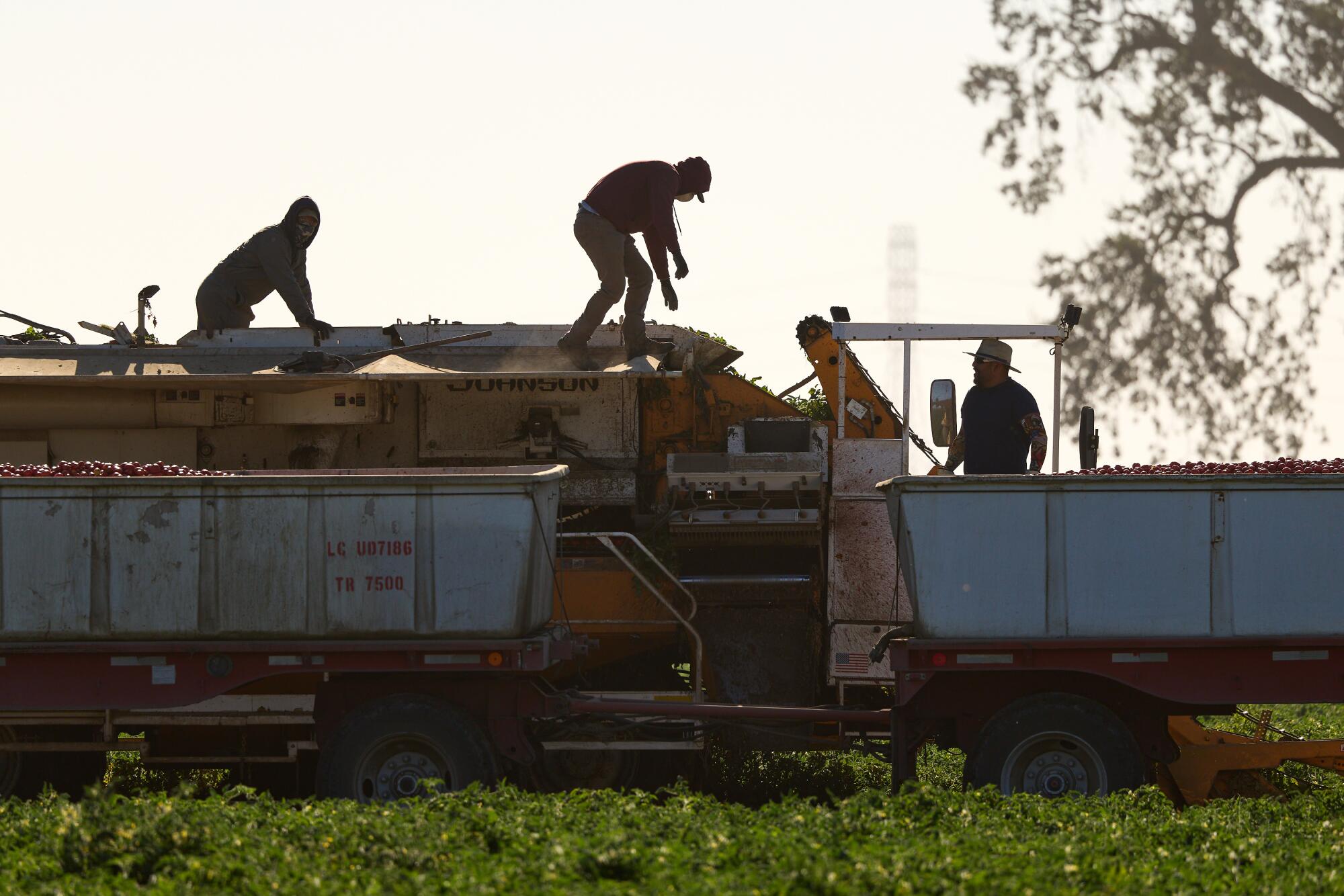 Farmworkers make adjustments to machinery while harvesting tomatoes Friday in Woodland.