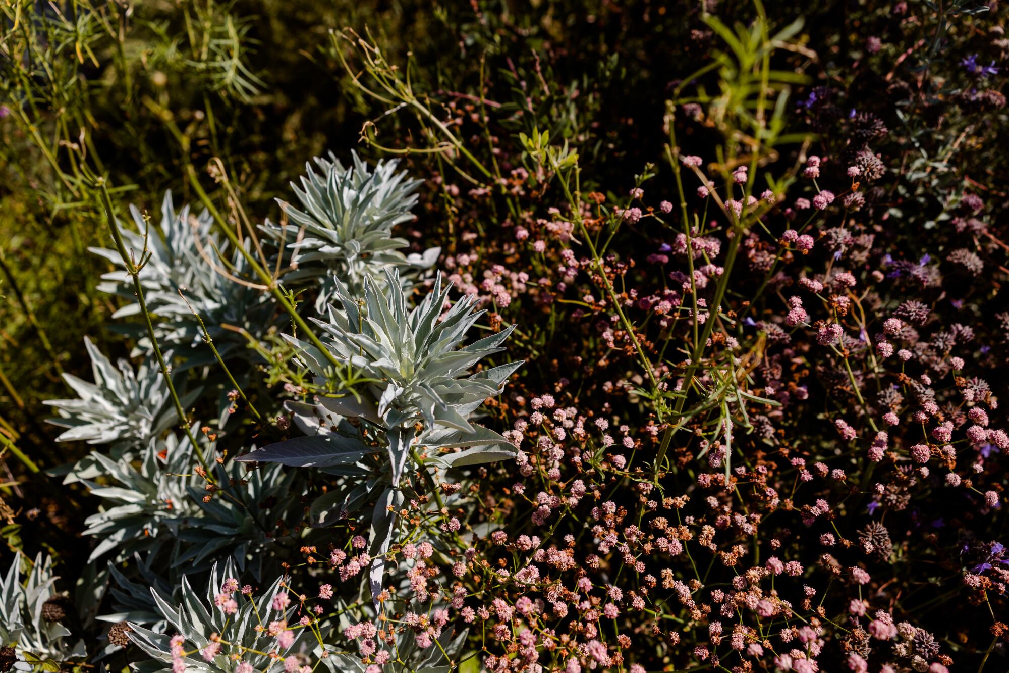 Silvery white sage grows among pops of red buckwheat flowers and branches of sagebrush.