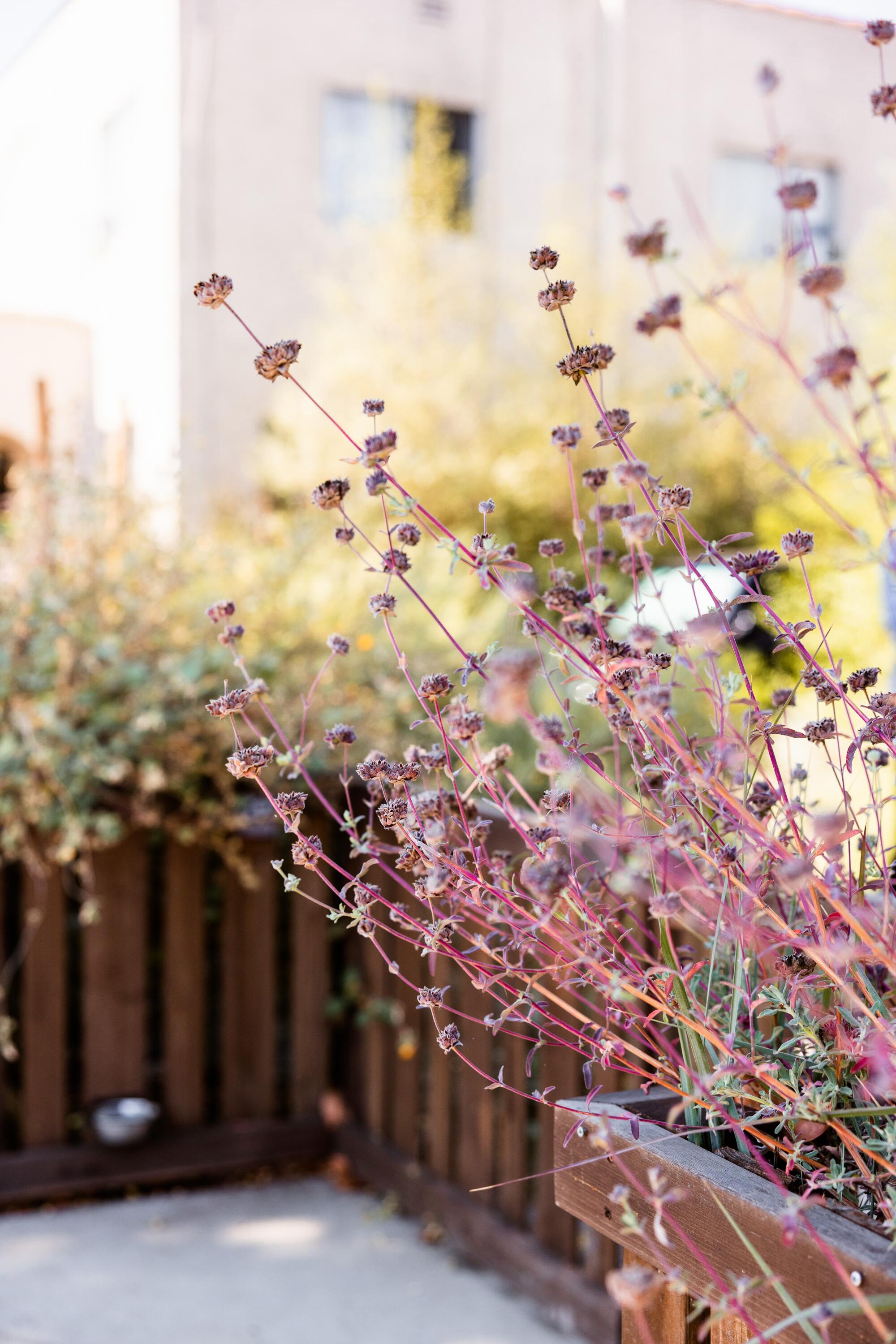 Tall fragrant branches of celestial blue sage climb against the couple's waist-high fence.