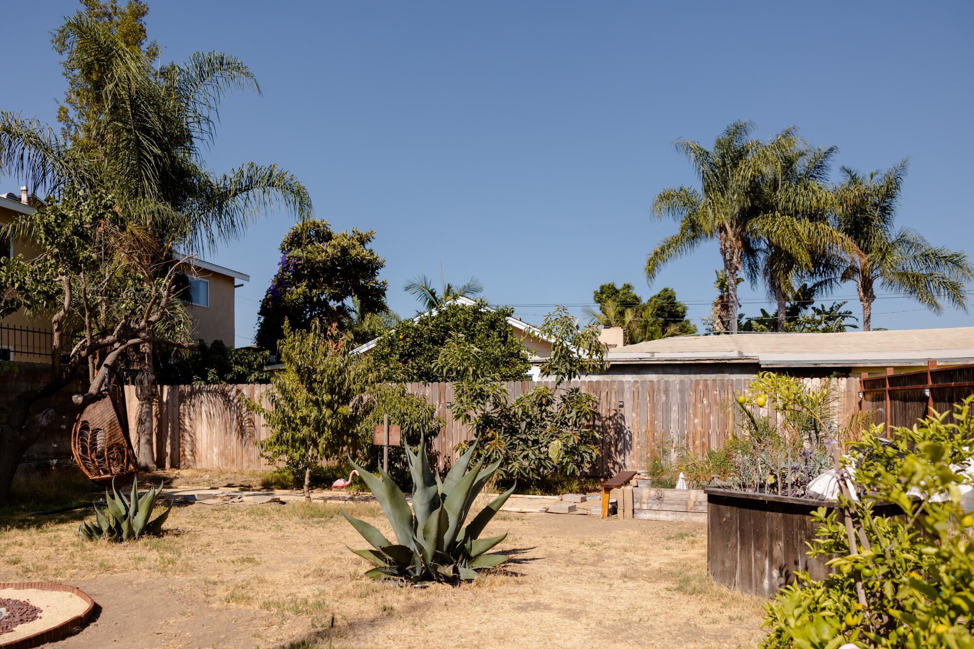 A backyard with dying, weedy grass, a few big agaves and several raised beds and fruit trees.