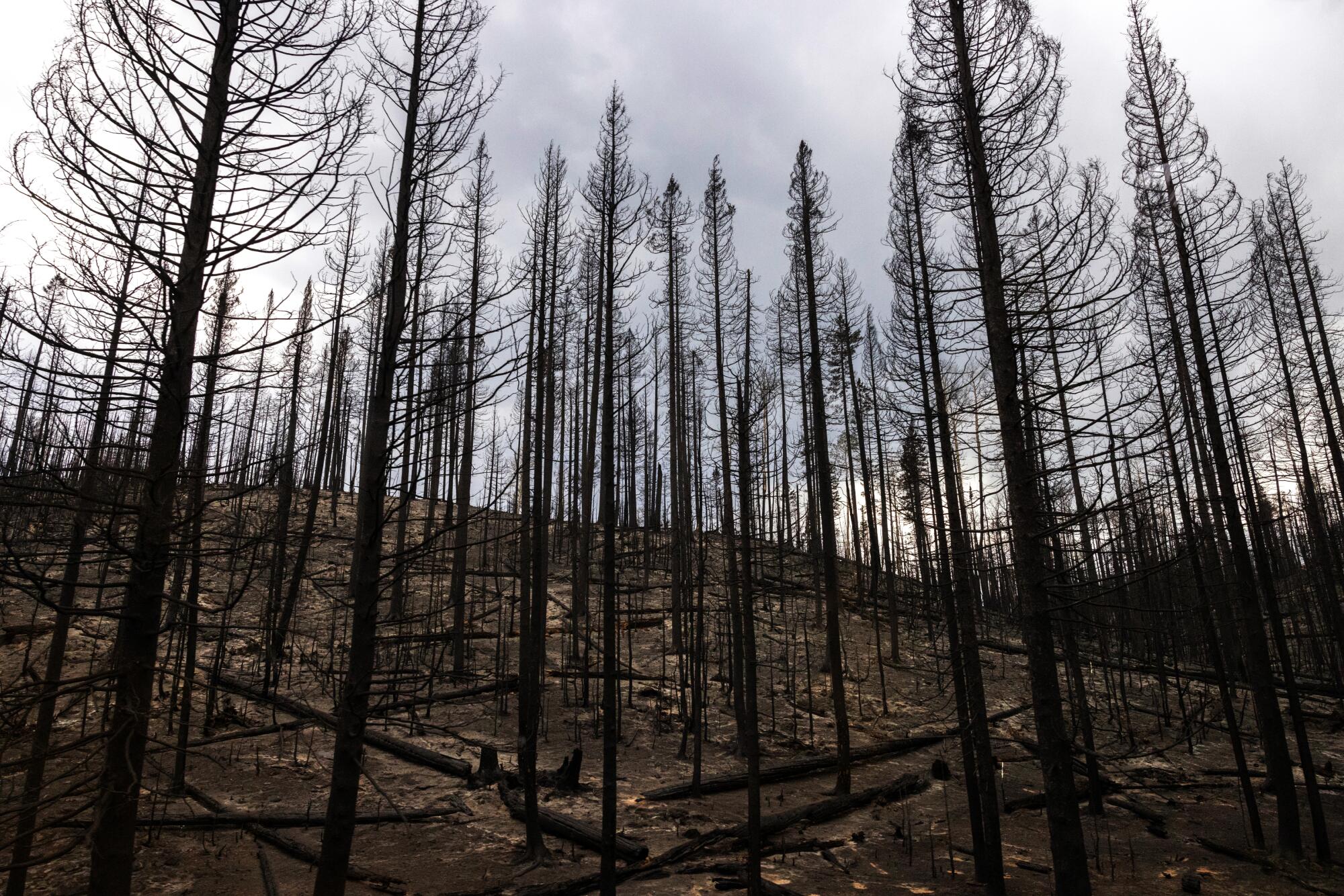 Burned trees along the road leading to Grand Canyon National Park's North Rim