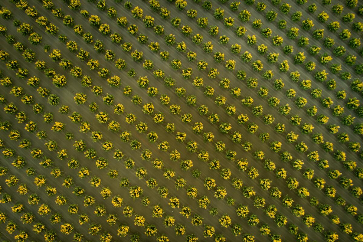 Acres of orchards in western Fresno County.