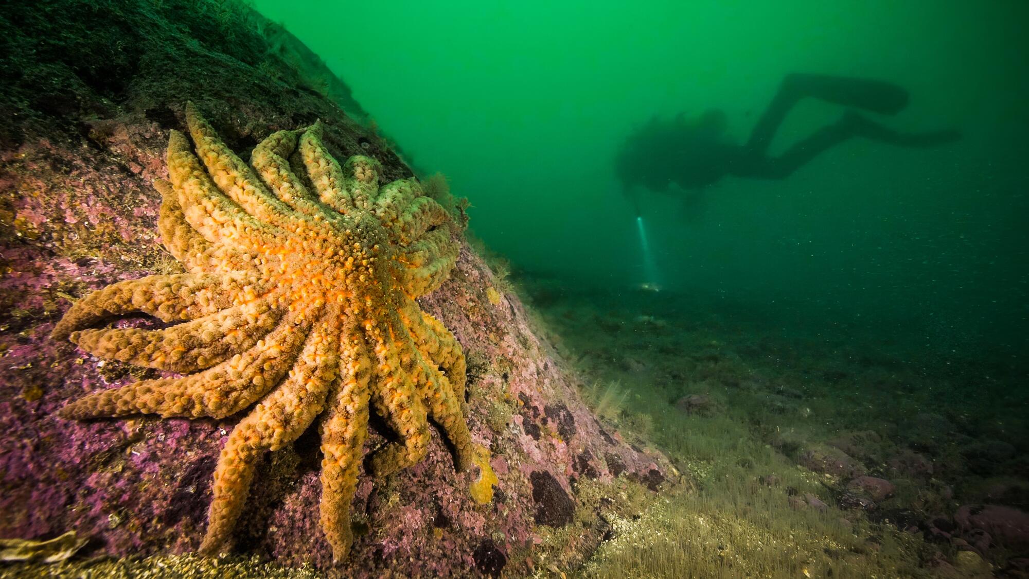 A sunflower sea star clings to a rock as a diver swims nearby.