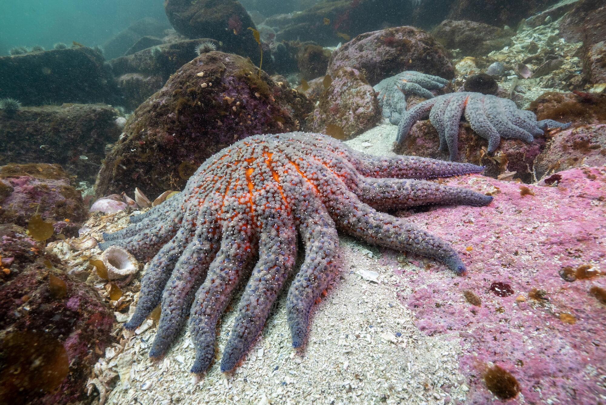 Sunflower sea stars underwater.