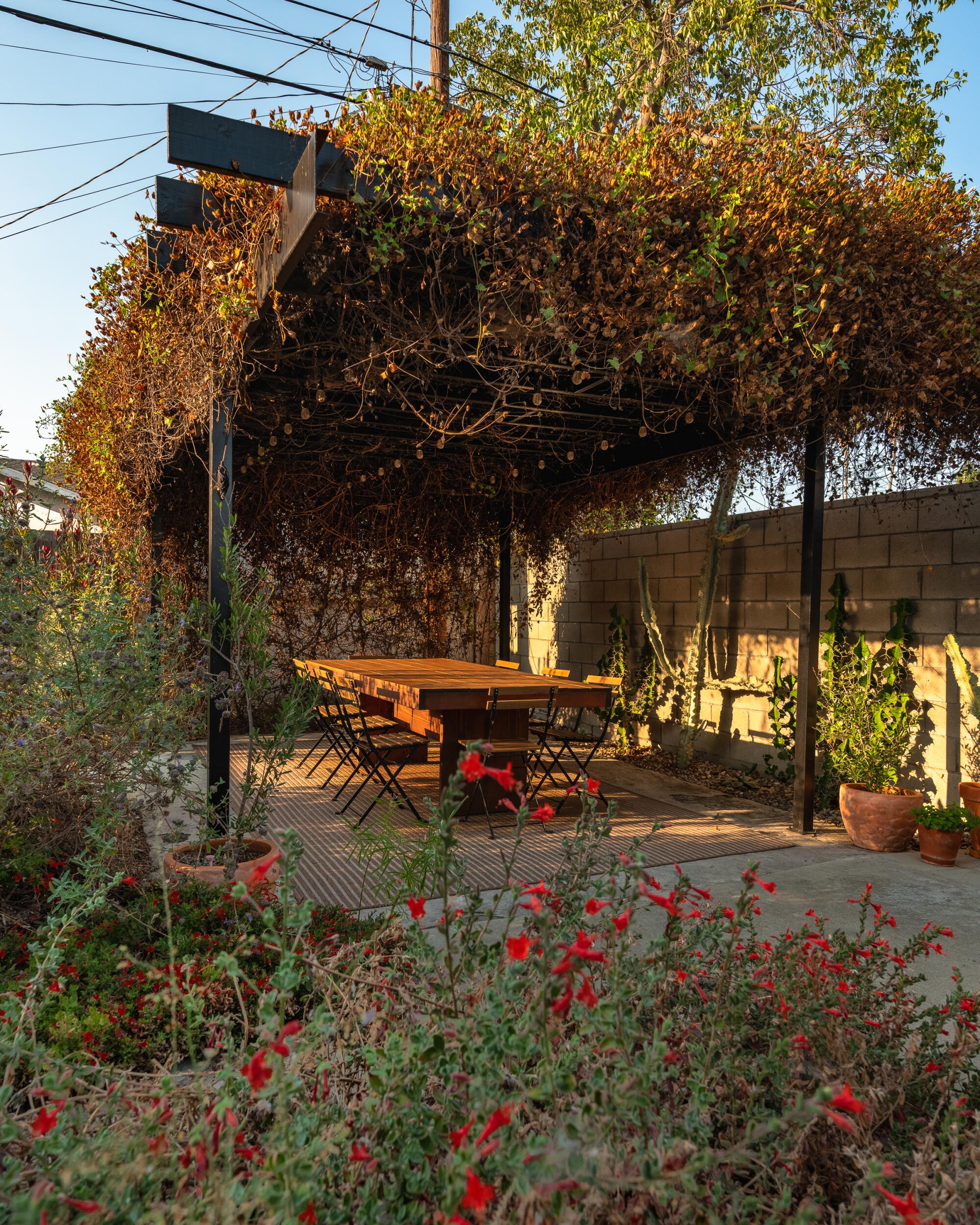 An outdoor table shaded by Morning glories.