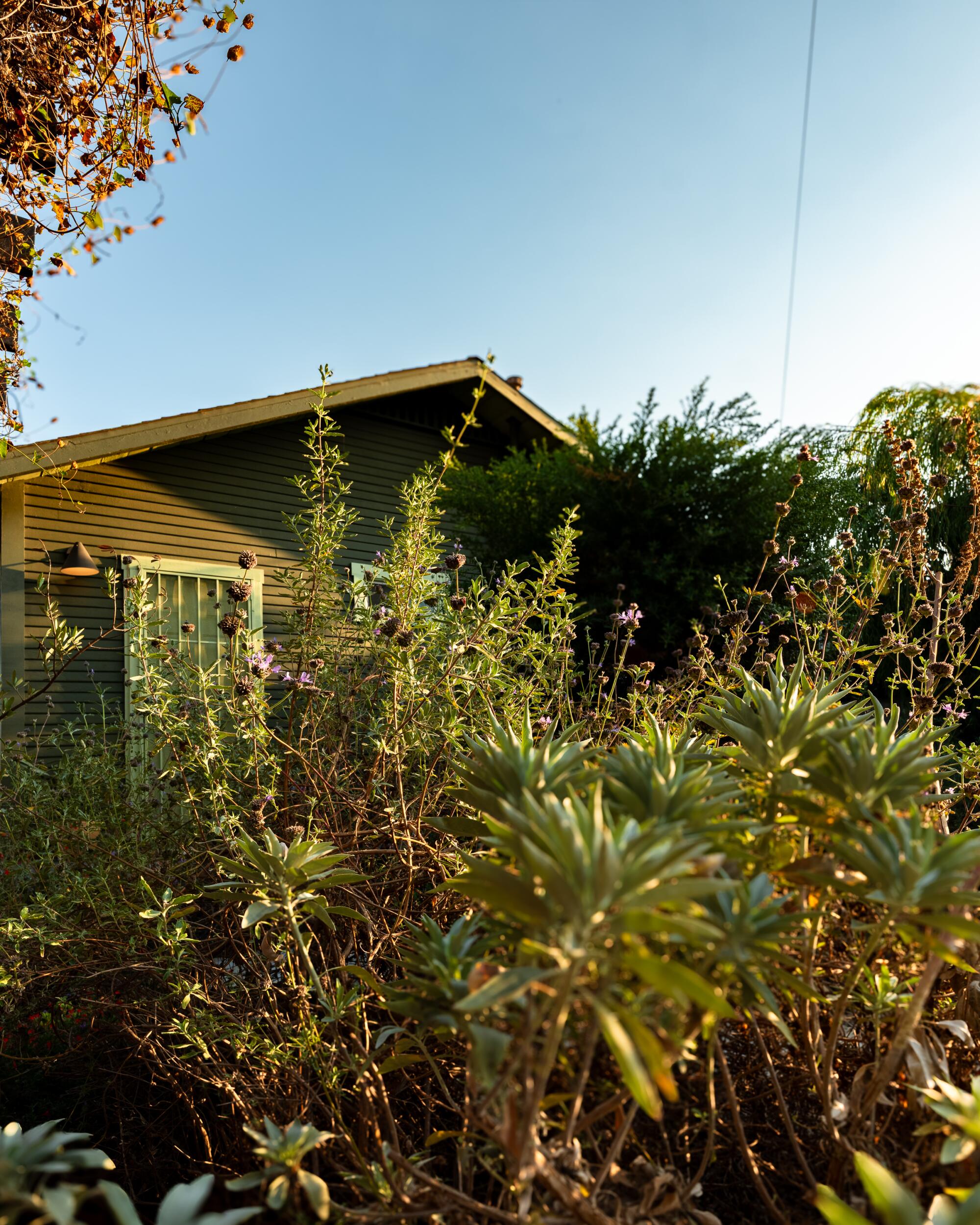 Native plants in front of a Craftsman home.