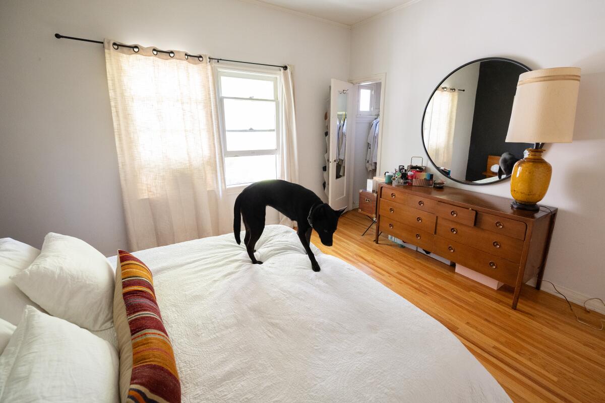 A black pitbull stands on a white bed.