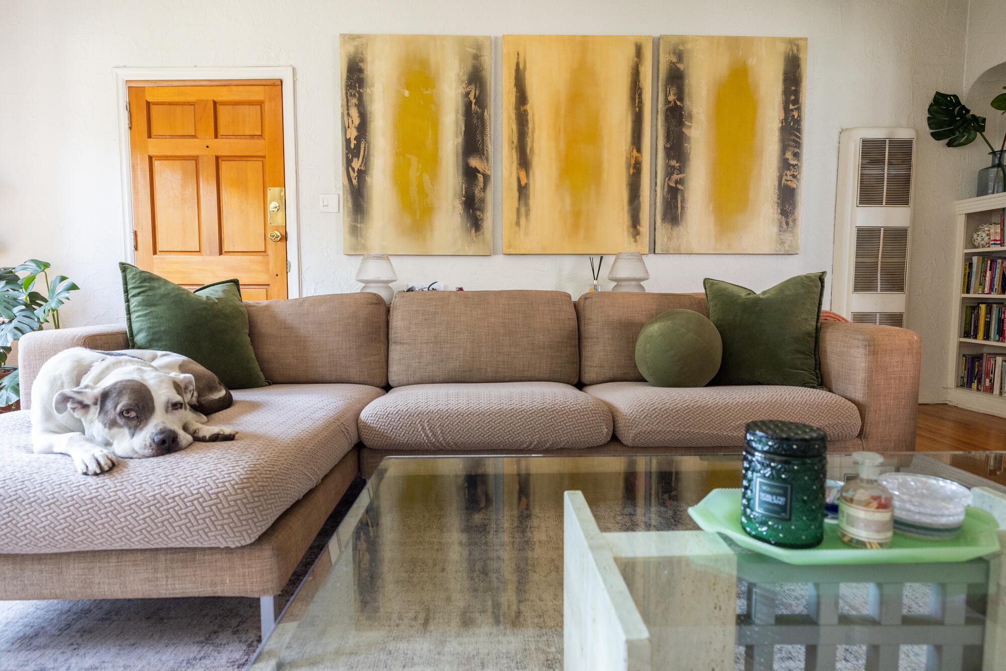 Peaches the pitbull lounges on the sofa in the living room.