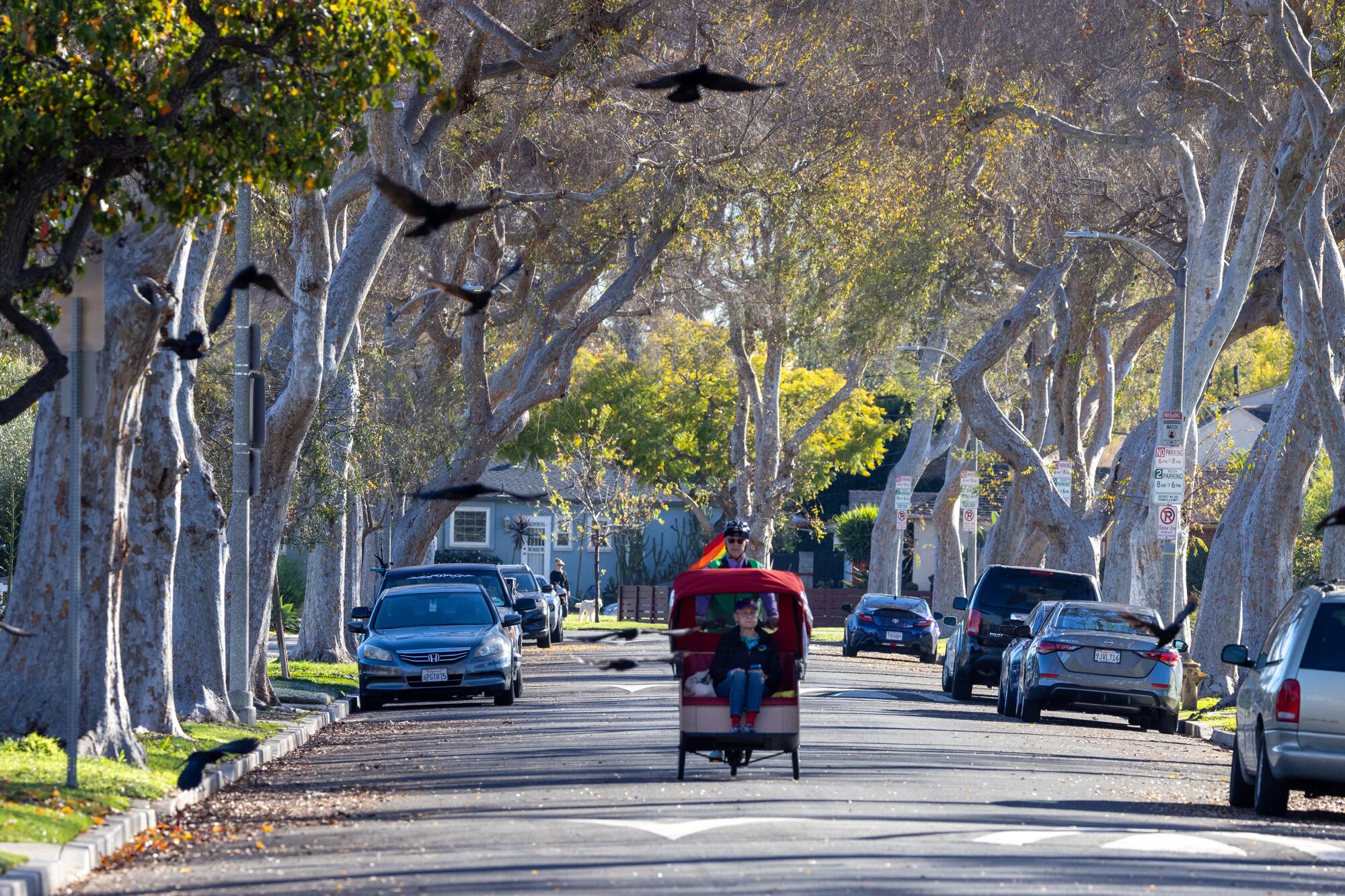 People in a red pedicab ride along a tree-lined street with cars