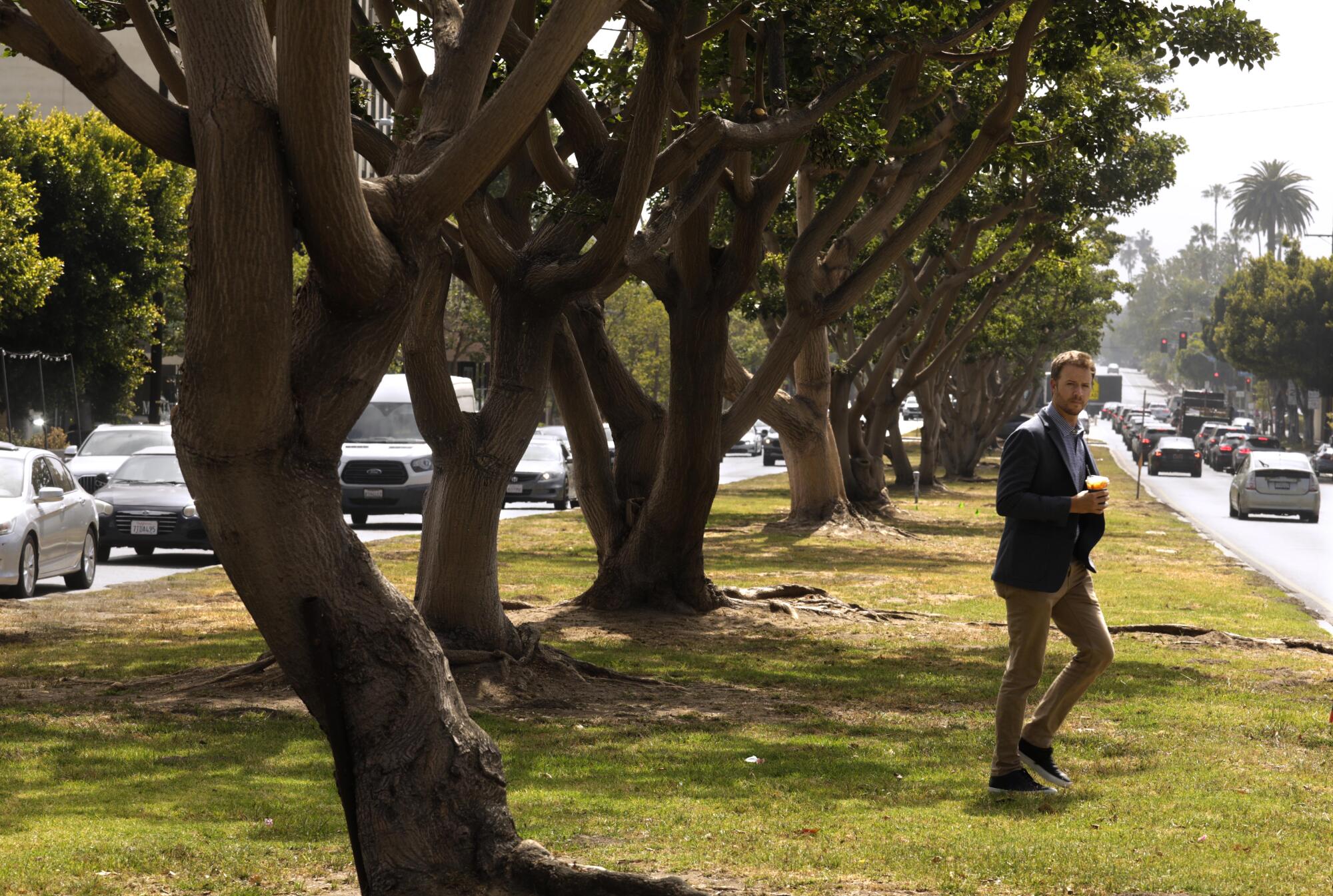 A man walks on a wide tree-lined, grassy median flanked by lines of cars