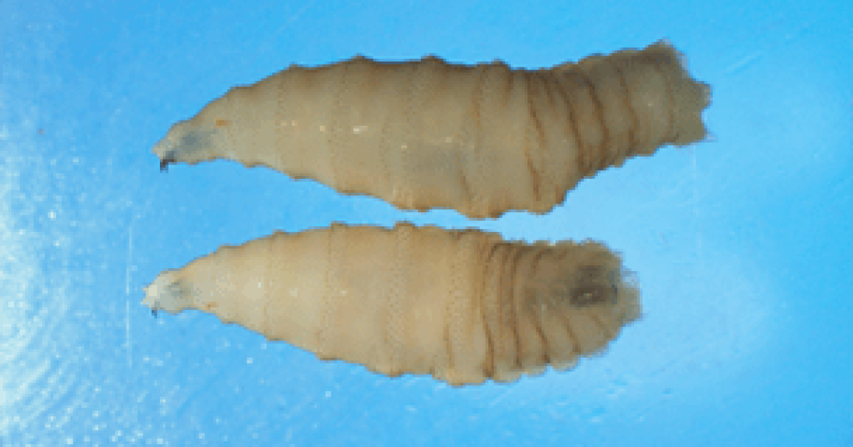California issues advisory on a parasitic fly whose maggots can infest living humans
