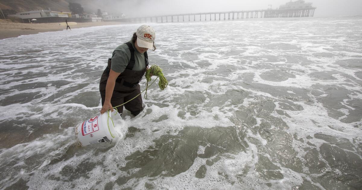 Did L.A. wildfire debris worsen this year’s toxic algal bloom? Researchers say it’s unlikely