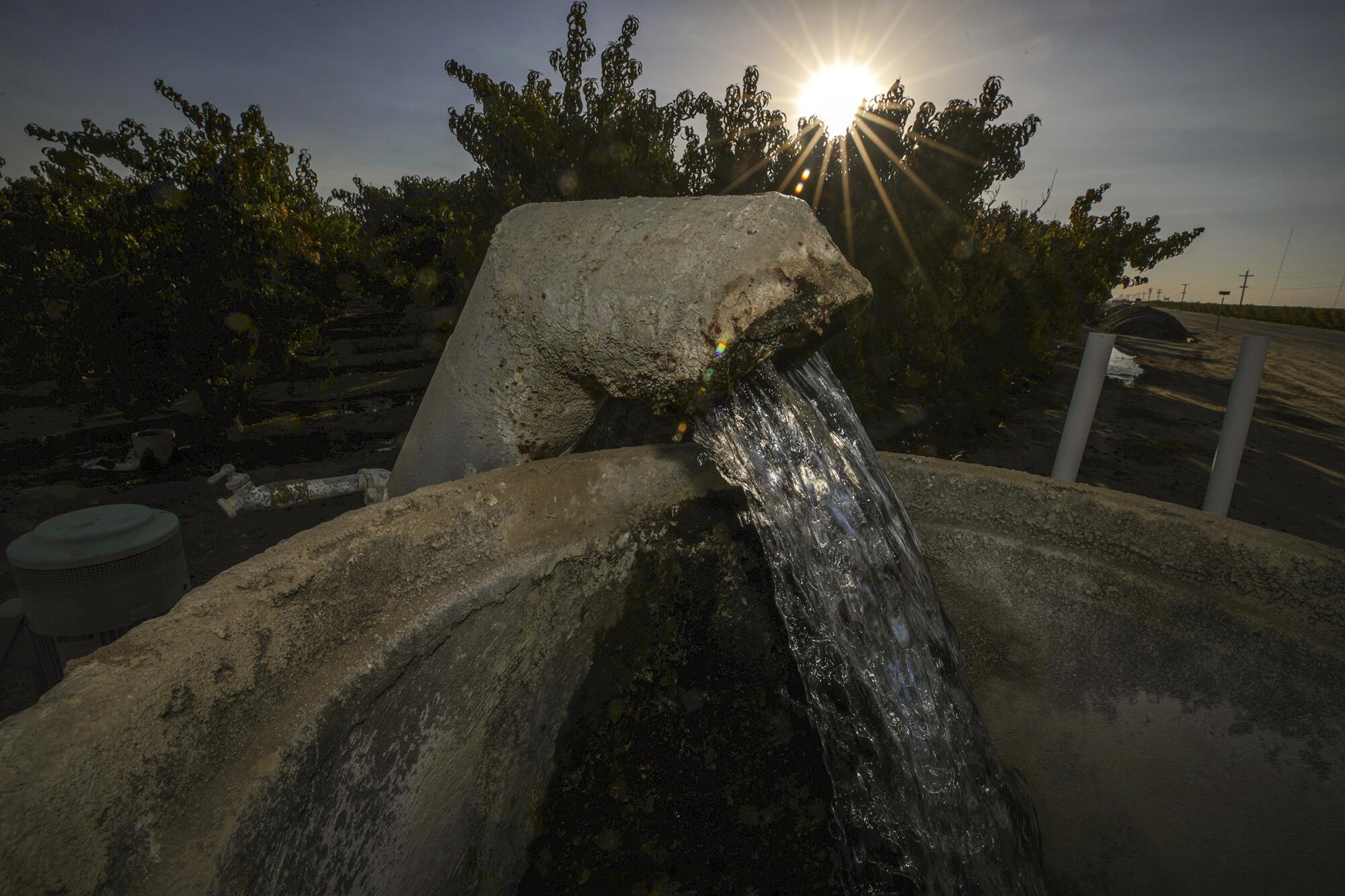 Water flows from a well to irrigate an orchard in Visalia.