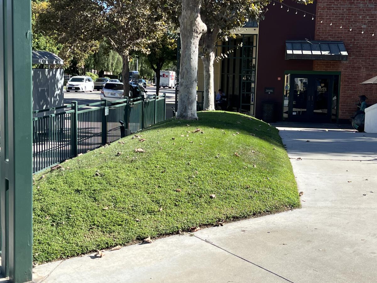 A mound of lawn between sidewalks in a small shopping center in Pasadena.