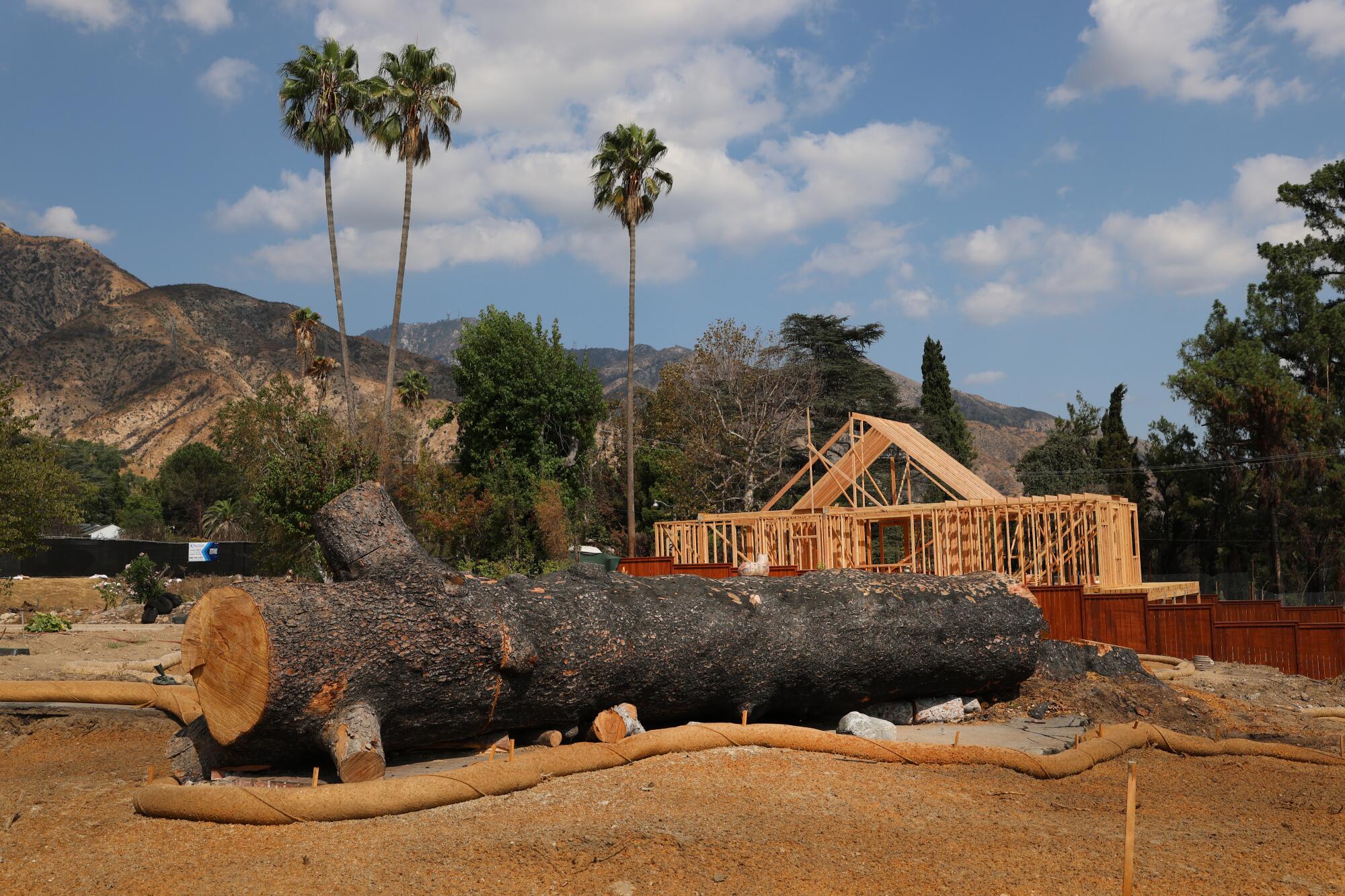 A fallen tree in front of a construction crew rebuilding an Altadena home that burned down.