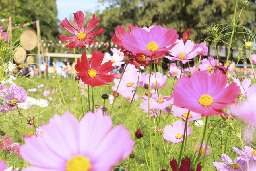 จิม ทอมป์สัน ฟาร์ม จิม ทอมป์สัน ฟาร์ม