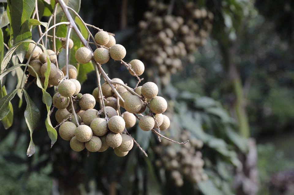 Pomelo Café ที่กินเที่ยวนครปฐม 