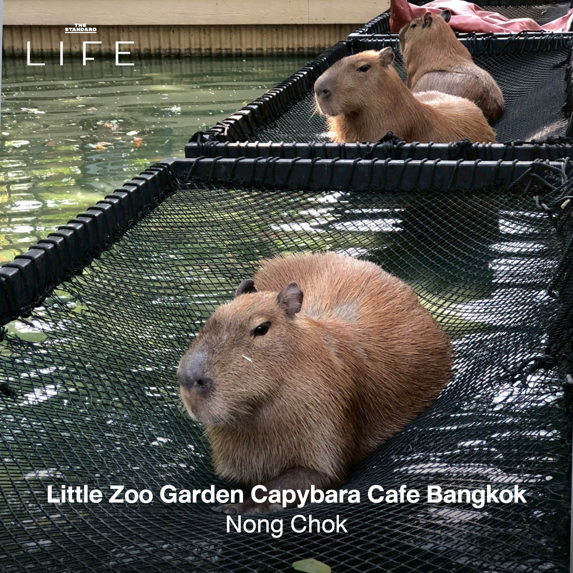 ครอบครัวกำลังเพลิดเพลินกับกิจกรรมหลากหลาย ณ สถานที่แฮงก์เอาต์สำหรับแม่และเด็ก 9