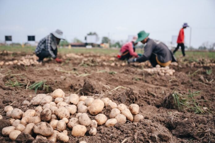 กรณีศึกษา ‘เกษตรกรไทย’ ในอำเภอเชียงคำ ปลูกมันฝรั่งให้ ‘เลย์’ 3 เดือน รายได้ทะลุ 2 แสนบาท