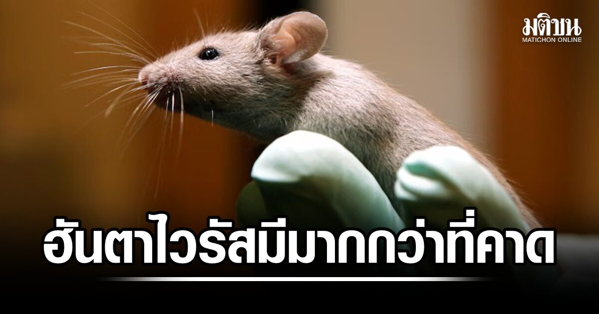 ผลการศึกษาพบ ฮันตาไวรัส แพร่หลายในสัตว์ฟันแทะ ในแถบแปซิฟิกตะวันตกเฉียงเหนือ มากกว่าที่คาดไว้