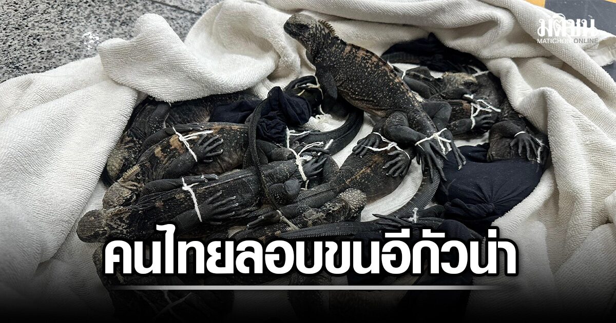 เอกวาดอร์ จับ 3 คนไทย คาสนามบิน ลอบขนอีกัวน่ากาลาปากอส 12 ตัว