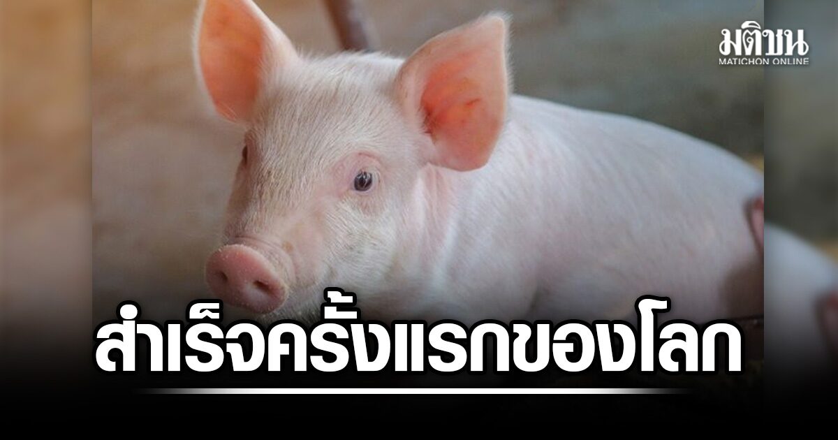 จีน ปลูกถ่าย ตับหมู ร่วมกับ ไตหมู ในมนุษย์ สำเร็จครั้งแรกของโลก