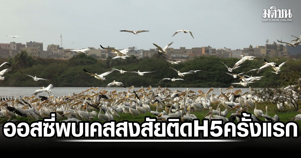 หลุดทวีปปลอดโรค! ออสซี่ ผงะ พบเคสต้องสงสัย ติดเชื้อหวัดนก H5 ครั้งแรก เร่งตรวจสอบ-รับมือเข้ม